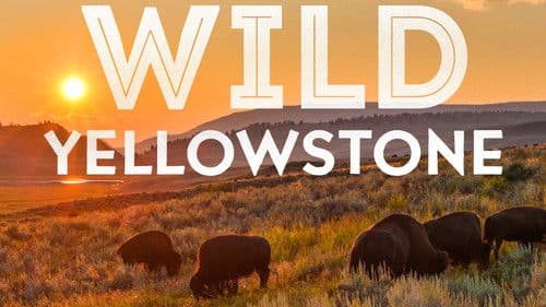 Wildnis Yellowstone - Im Wechsel der Extreme Bild 8