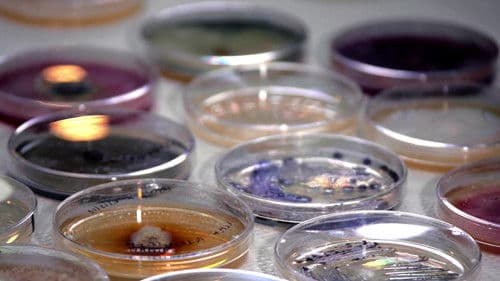 Im Königreich der Pilze Bild 4