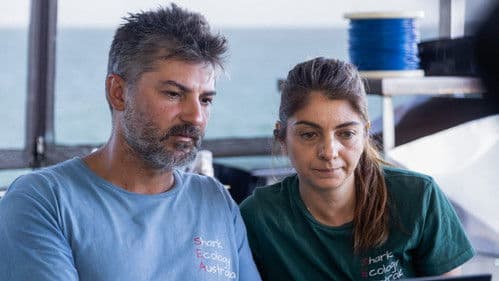 Bullenhaie auf Beutejagd Bild 4