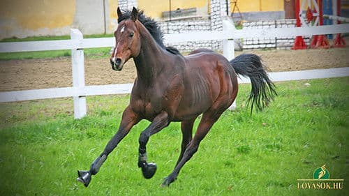 Overdose - Vágta egy álomért Bild 3