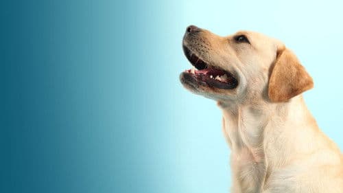 How Dogs Got Their Shapes Bild 2