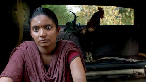 கொட்டுக்காளி Bild 4