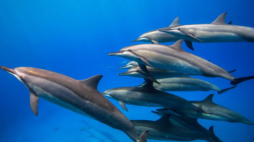 Brazil Untamed Bild 6