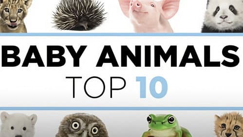 Baby Animals: The Top 10 Bild 1