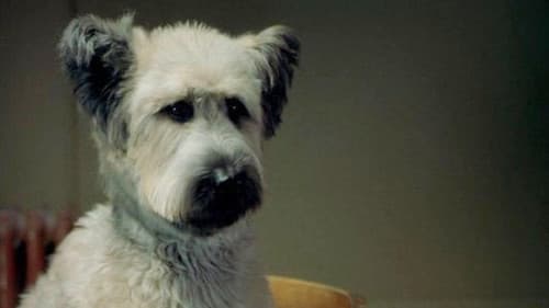 The Karate Dog Bild 3