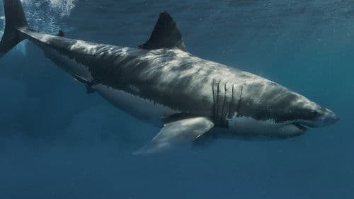 Haie in eisigen Gewässern Bild 7