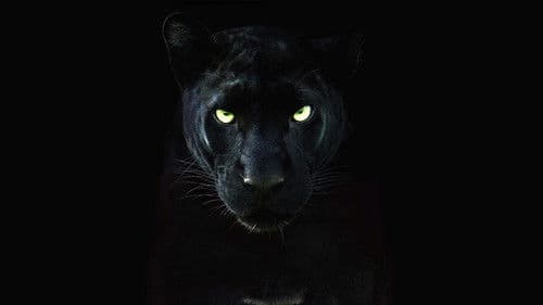 The Real Black Panther Bild 3