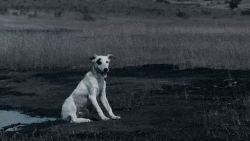 കുമ്മാട്ടി Bild 3