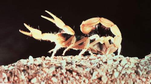 Die Wüste lebt Bild 3