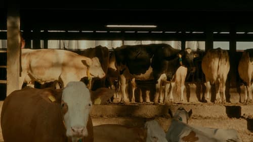 Rose à la ferme Bild 3