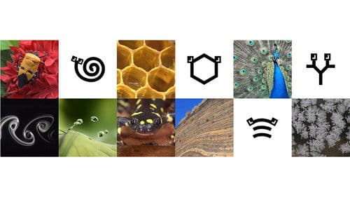 ミミクリーズ Bild 1