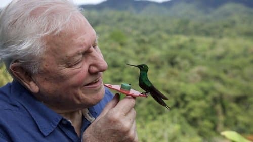 Das Leben in Farbe mit David Attenborough Bild 2