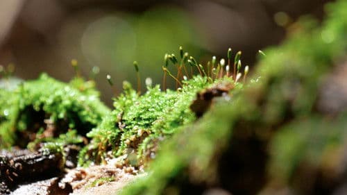 La Voz de la Barranca Bild 1