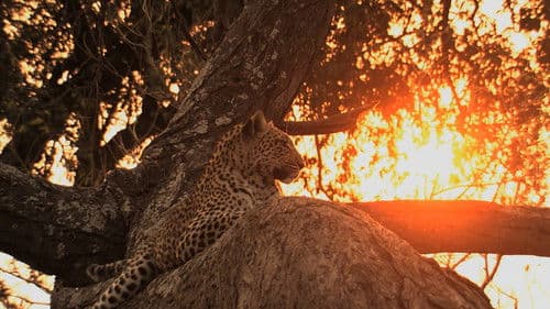 Big Cat Odyssey Bild 3