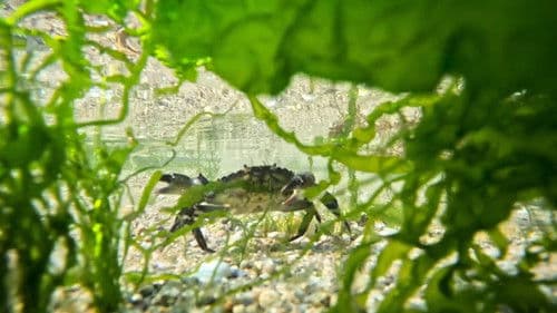 Ebbe - Ein tierisches Kammerspiel Bild 2