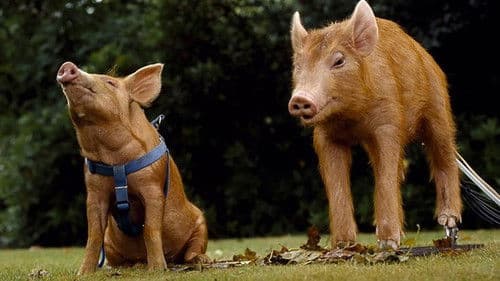 The Legend of the Tamworth Two Bild 1