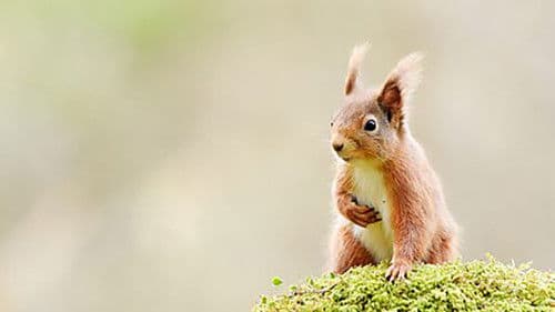 Scotland: The New Wild Bild 6