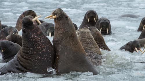 Behind Russia's Frozen Curtain Bild 2