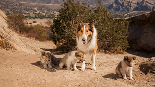 Lassie: The Miracle Bild 2