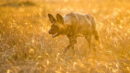 Die Jagd – Auf Leben und Tod Bild 3