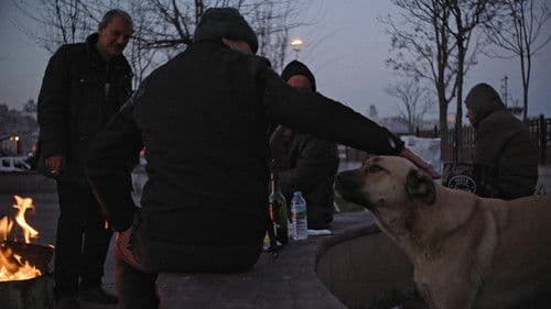 Streuner - Unterwegs mit Hundeaugen Bild 4