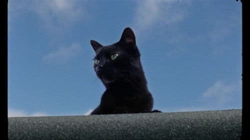 Melnais samts Bild 2