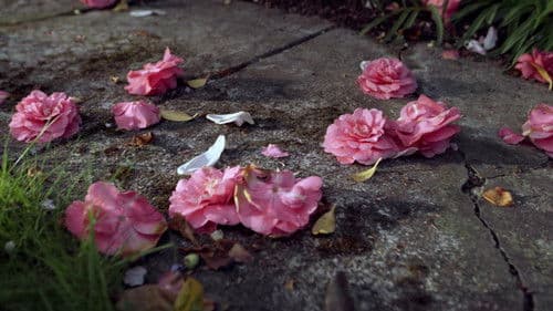 Cuando esto pase Bild 5