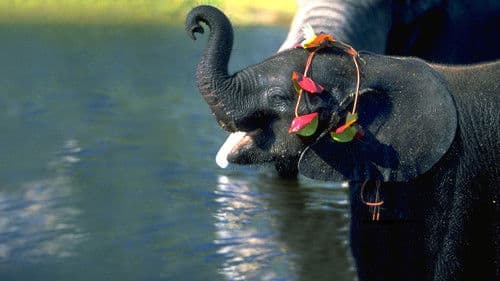 Whispers: Ein Elefantenmärchen Bild 3