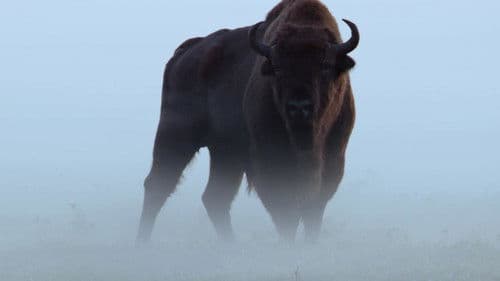 Le Bison d'Europe, colosse de la forêt Bild 1