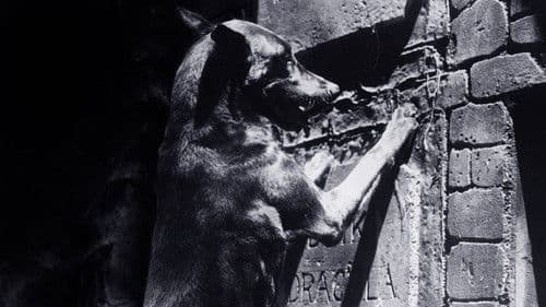 Zoltan - Dracula's Bluthund Bild 7