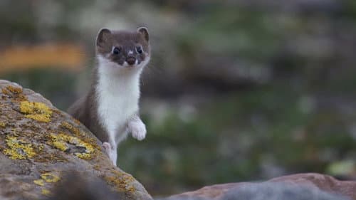 Weasels: Feisty and Fearless Bild 1