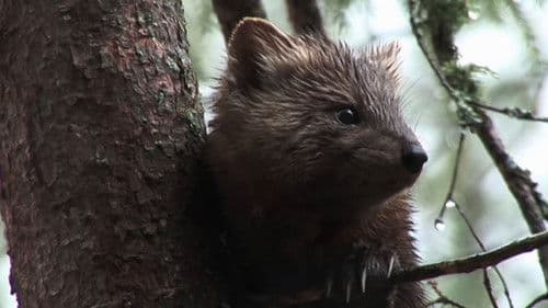 Minnesota: A History of the Land Bild 1