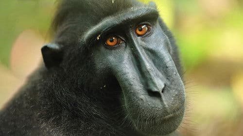 Islands in Time: A Wildlife Odyssey Bild 1