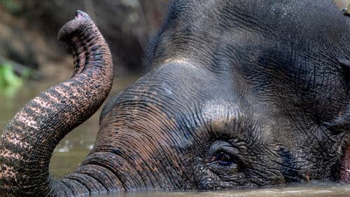 Die geheimnisvolle Welt der Elefanten Bild 3