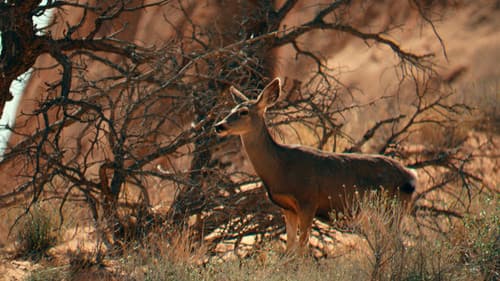 Edward Abbey, naturellement subversif ! Bild 4