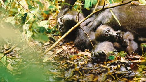 Gorillas hautnah Bild 5