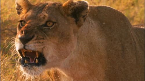 Das perfekte Löwen-Rudel Bild 2