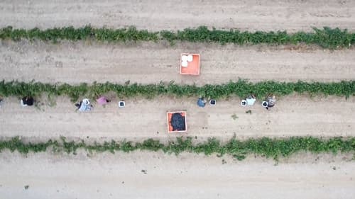 L'última verema Bild 1