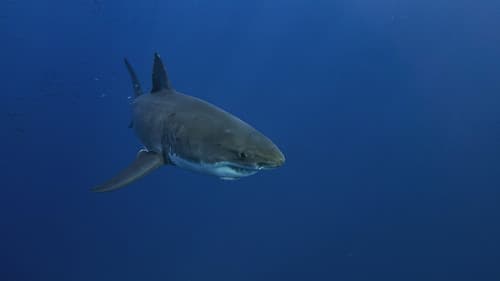 Lost Sharks of Easter Island Bild 2