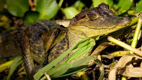 Naturparadiese am Äquator Bild 8