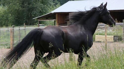 Black Beauty Bild 3