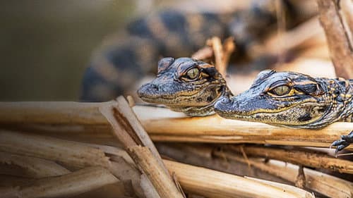 Everglades - Im Reich der lebenden Dinosaurier Bild 1