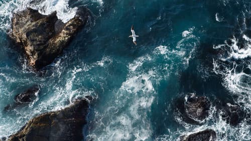 Unsere Meere: Die Nordsee. Die Ostsee Bild 1