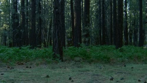 The Hidebehind Bild 4