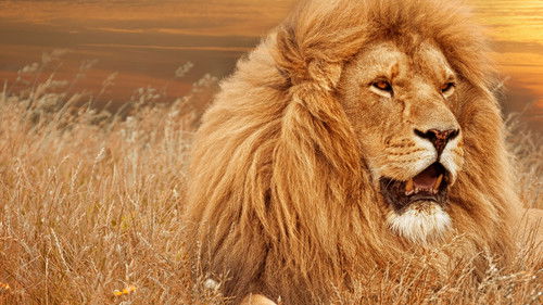 Timbavati: An Epic Cat Story Bild 1