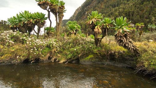 Wildes Uganda Bild 6