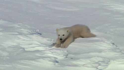 Super Cute Animals Bild 2