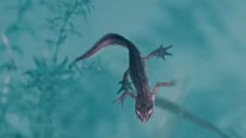 Life and Death in A Pond Bild 1