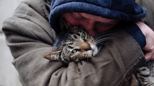 Cat Daddies - Freunde für sieben Leben Bild 1