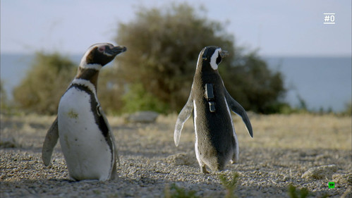 Tiere hinter der Kamera Bild 2